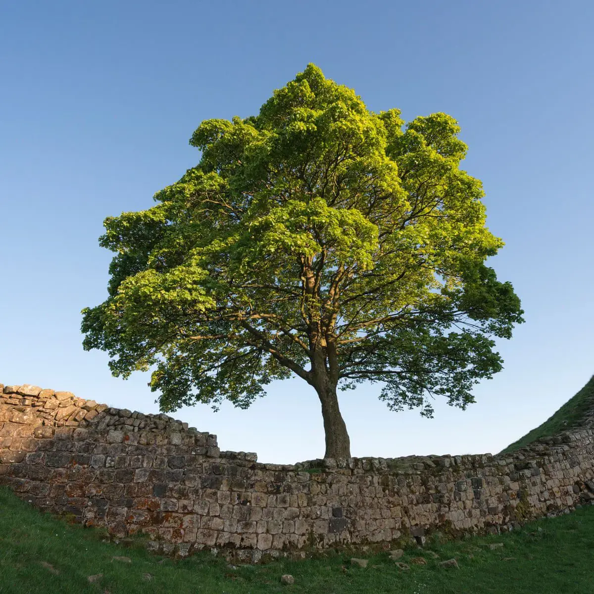 Cây gỗ Sung Dâu (gỗ Sycamore) trong tự nhiên