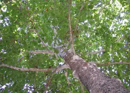 Hình ảnh chân thực cây gỗ Sung Dâu (gỗ Sycamore)