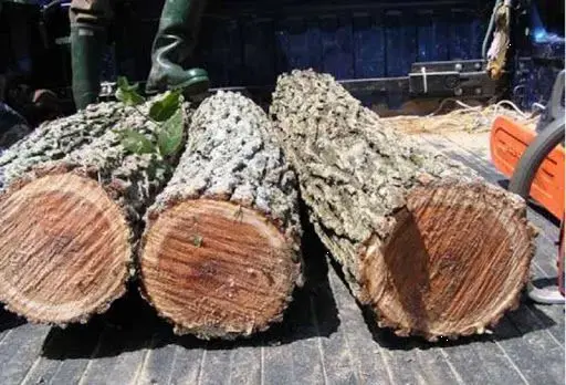 Gỗ Du (gỗ ELM)