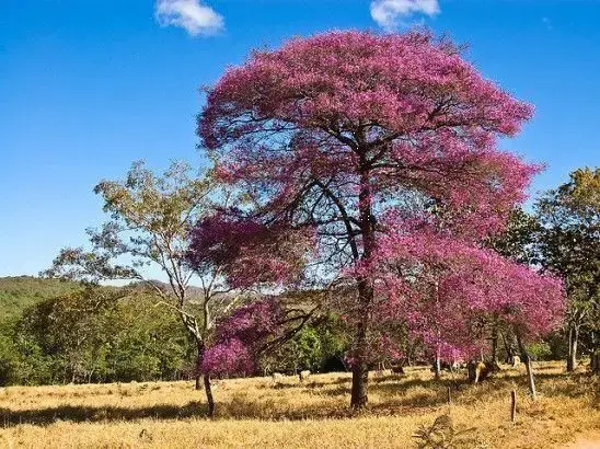 Cây gỗ Hồng Đàn trong tự nhiên