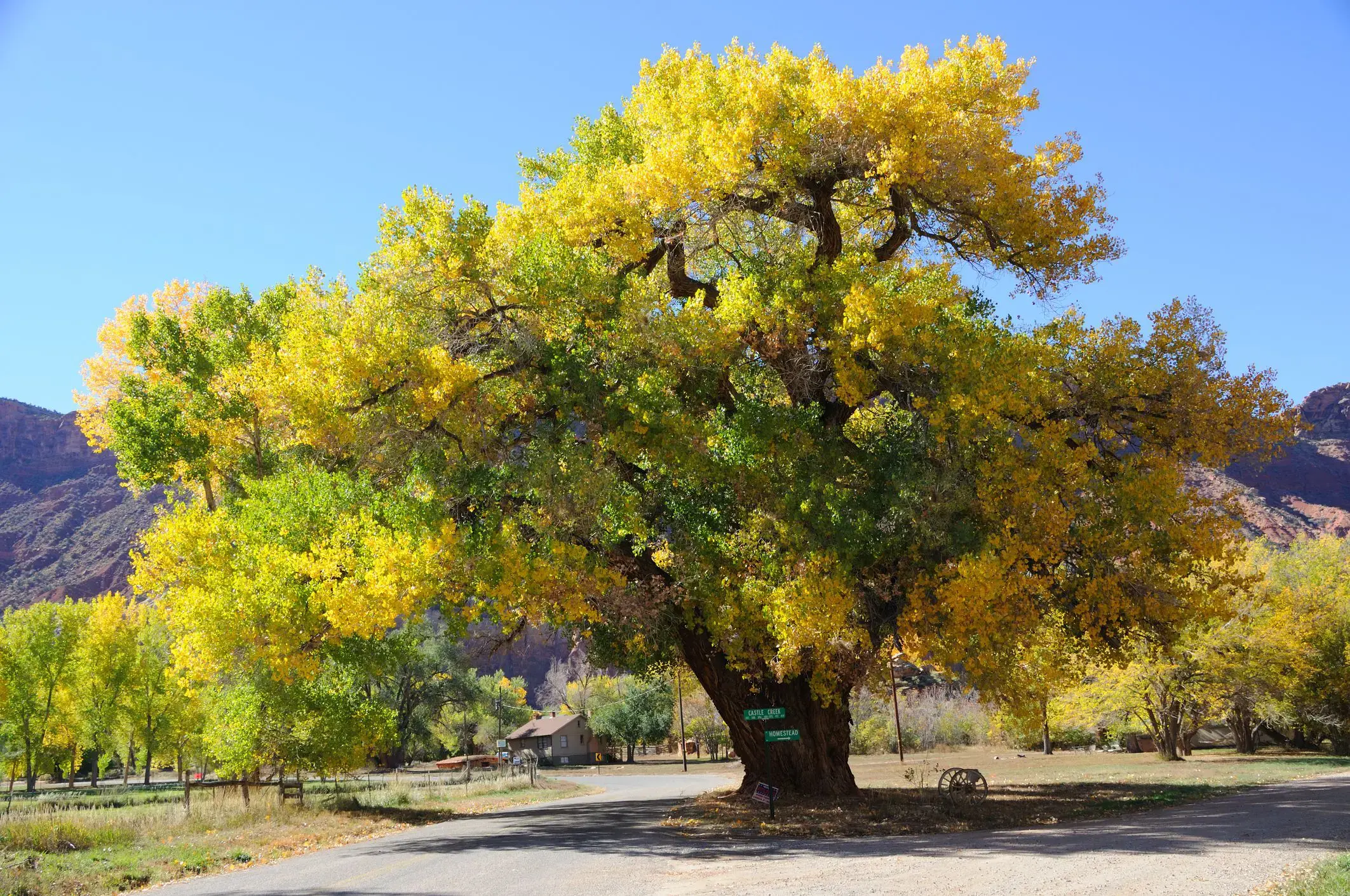 Cây gỗ Dương (gỗ cottonwood) trong tự nhiên  