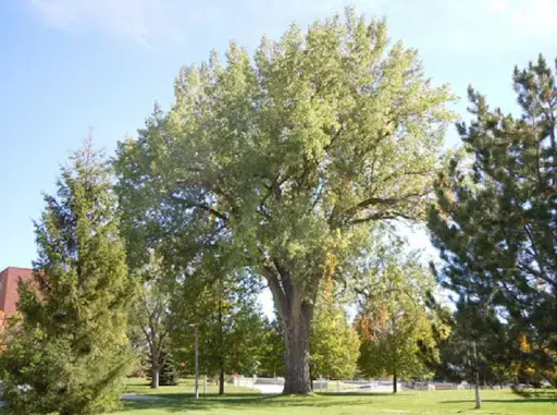 Hình ảnh chân thật gỗ Dương (gỗ Cottonwood)