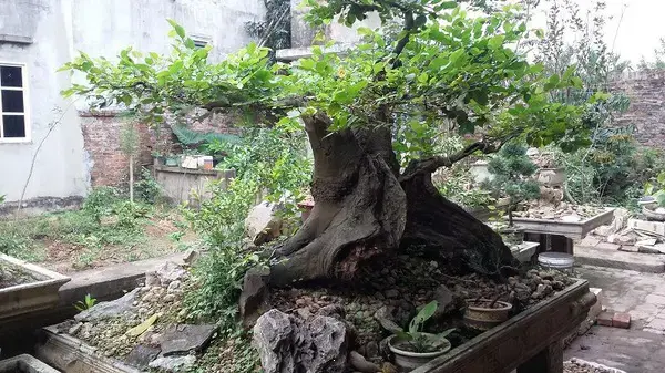 Cây gỗ Sếu (gỗ Hackberry)