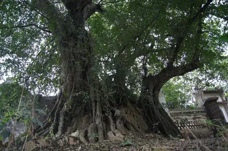 Cây Nghiến