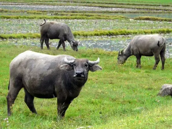 Đàn Trâu đang ăn cỏ