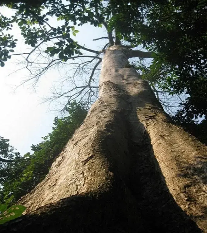 Cây gỗ Táu 