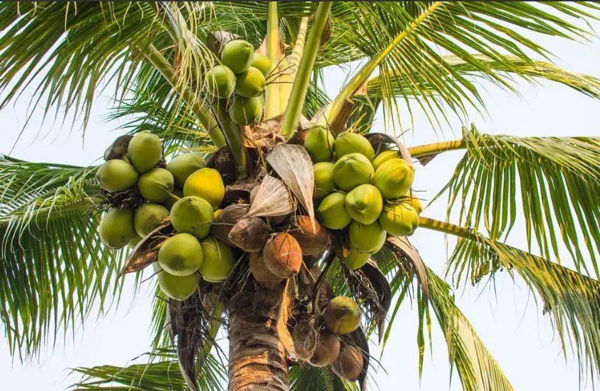 Trái và lá cây Dừa