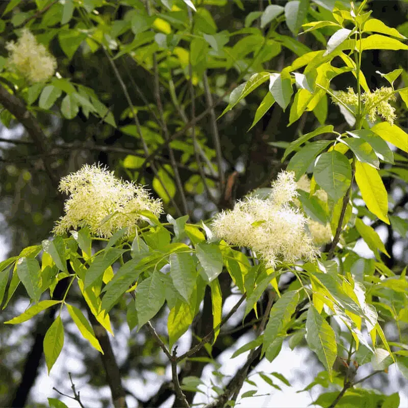 Hoa và lá cây Tần Bì