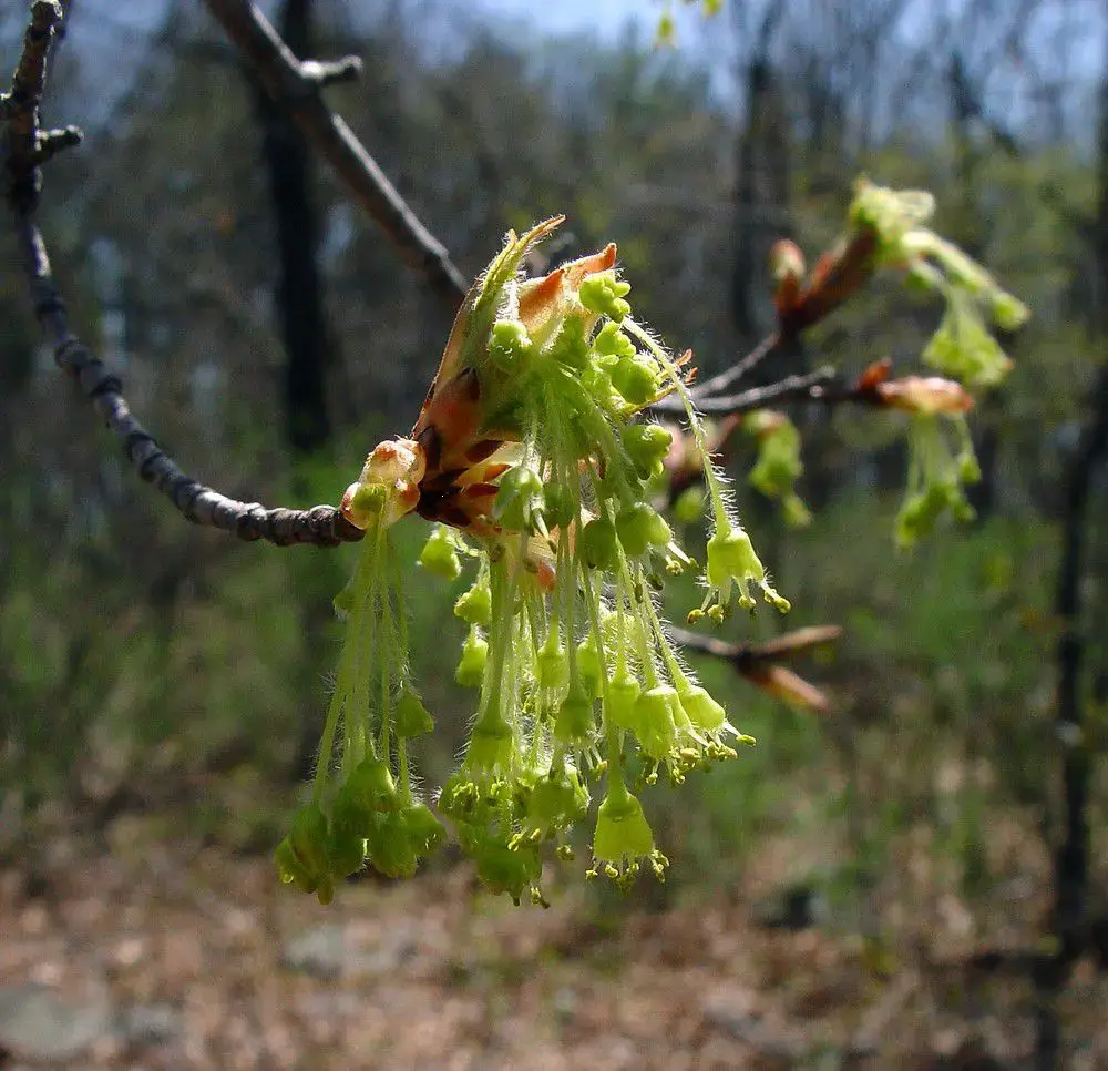 Hoa Thích Mềm (gỗ Soft Maple)