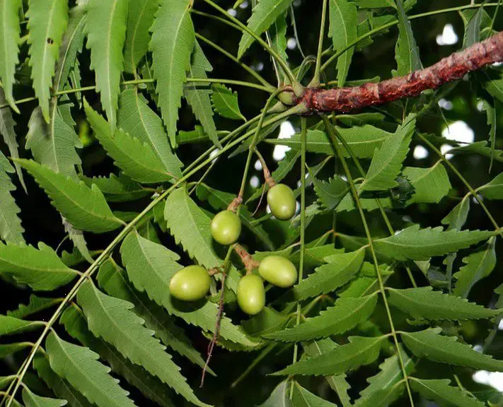 Lá và quả cây Xoan Đào