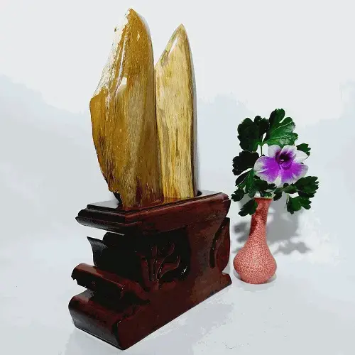 Gỗ Hóa Thạch