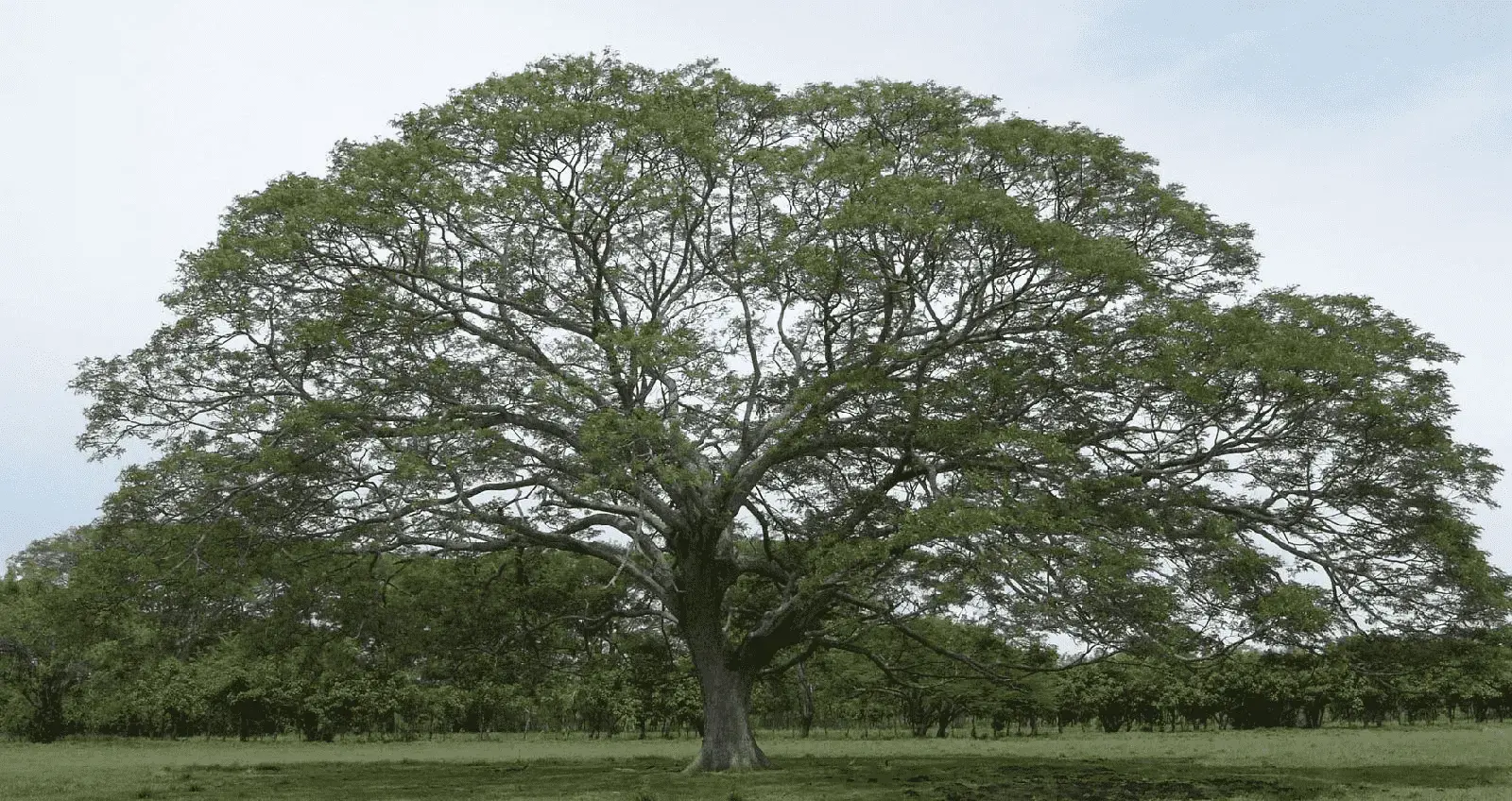 Cây Me Tây ( Còng, Saman, Muồng )