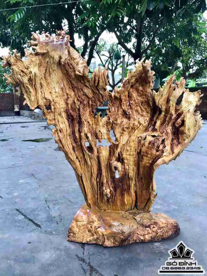 Đàn cá la hán phú quý gỗ nu kháo  3