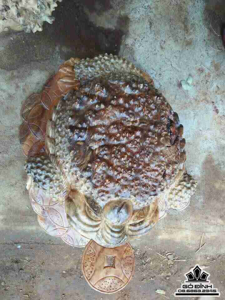 Cóc ngậm tiền gỗ nu xá xị  2