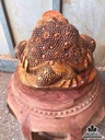 Cóc phú quý gỗ hương 4