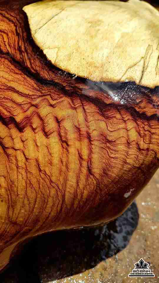 Dat-ma-su-to-go-cam-cao-70-rong-35-day-15-