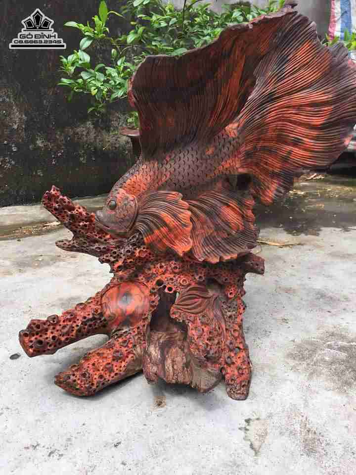 mua-Ca-xiem-phu-quy-go-trac-cao-48-rong-45-day-36-cm