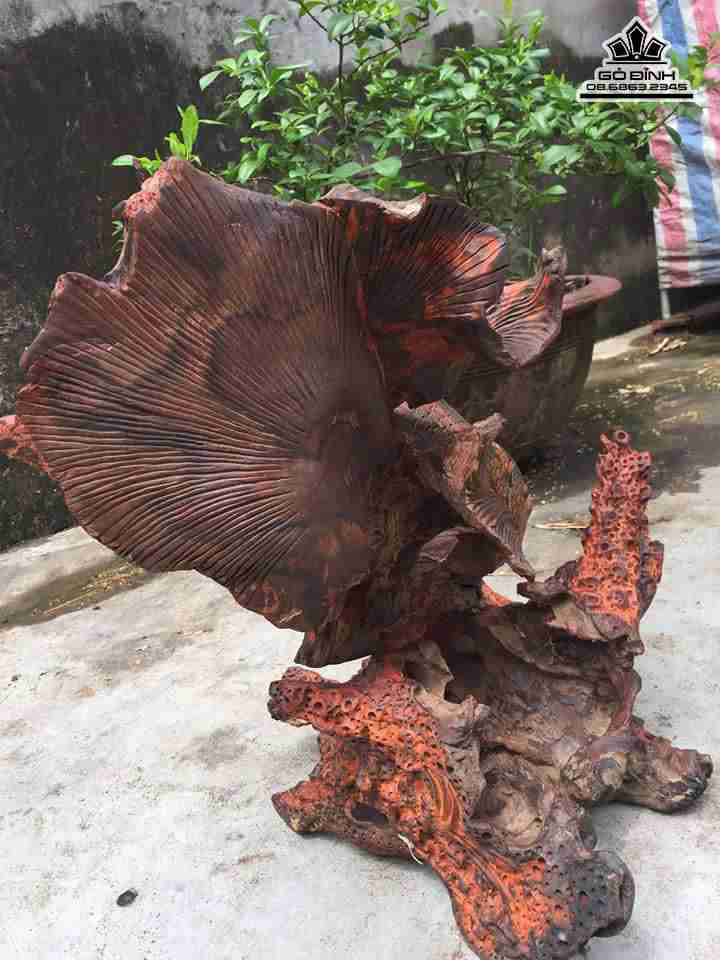 tuong-Ca-xiem-phu-quy-go-trac-cao-48-rong-45-day-36-cm