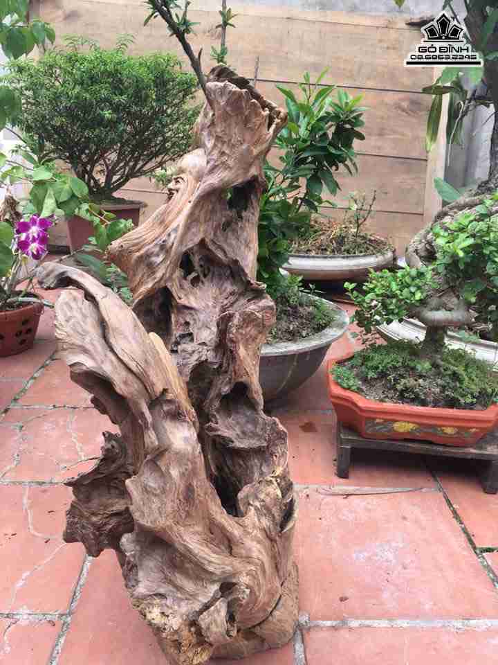 mua-Cu-tho-go-chun-sun-lua-bach-xanh-cao-68-rong-50-day-28-cm