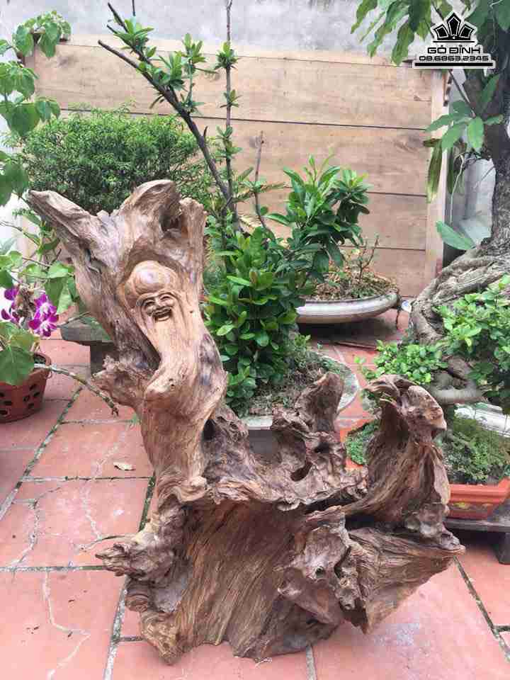 Cu-tho-go-chun-sun-lua-bach-xanh-cao-68-rong-50-day-28-cm--