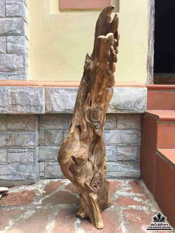 Cụ thọ gỗ bách xanh sơn la  2