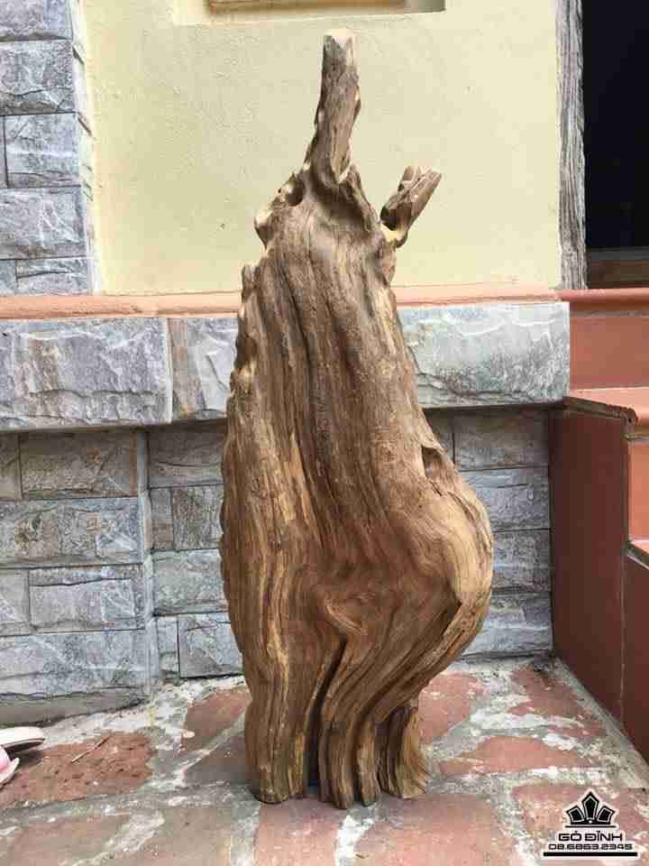 Cụ thọ gỗ bách xanh sơn la  4