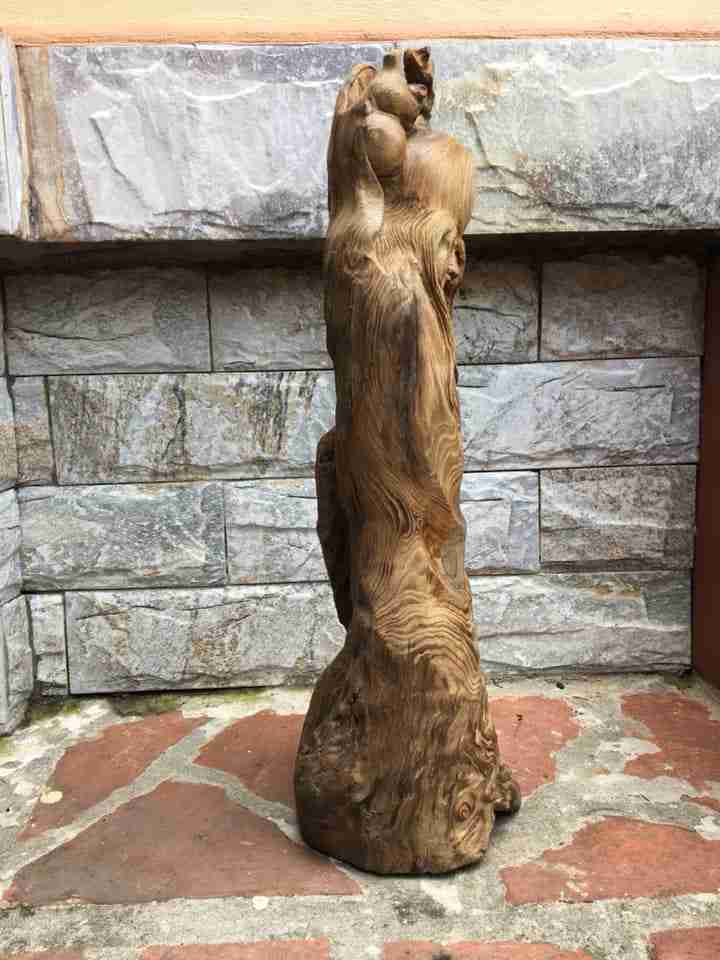 Cu-tho-go-thuy-tung-cao-51-rong-16-day-16-cm