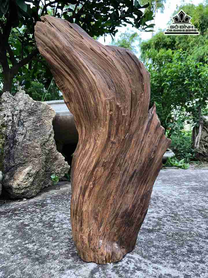 Ông thọ gỗ lũa bách xanh Ong-tho-go-lua-bach-xanh-cao-47-rong-25-day-17-cm