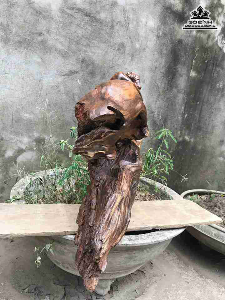 Dat-ma-xuat-quyen-go-bach-xanh-cao-48-rong-62-day-16-cm