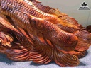 Tượng Cá Kim Long Gỗ Hương Việt 2