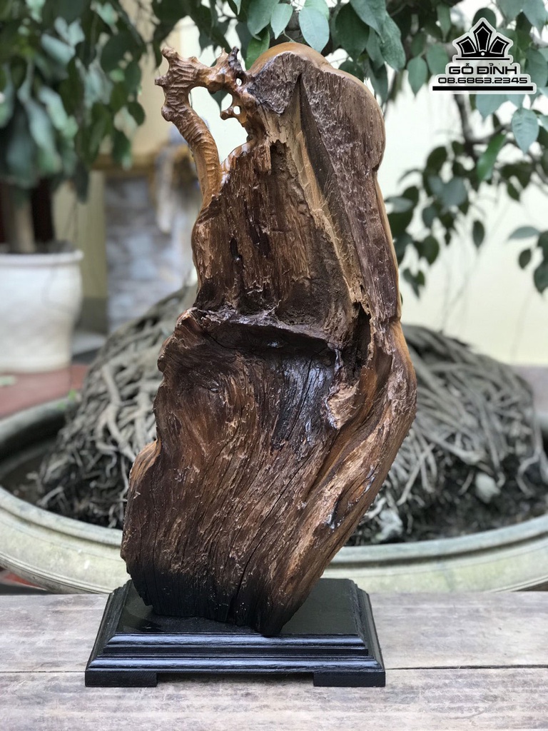 Tượng Ông Thọ Gỗ Lũa Bách Xanh Cao 64 Ngang 28 Sâu 22 (cm) 2