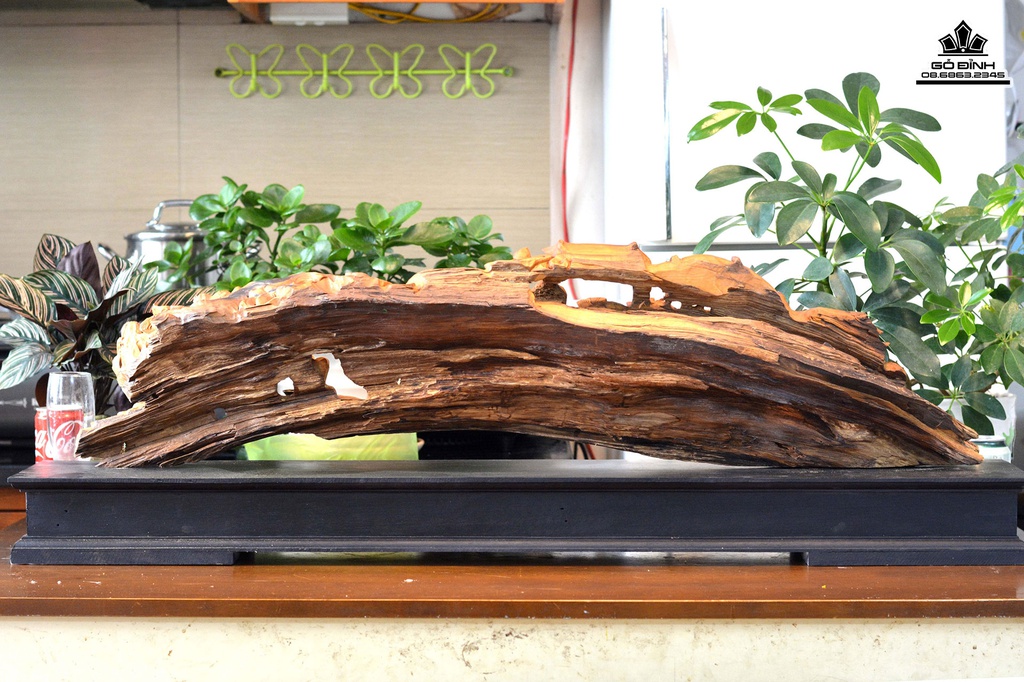 Tương Nhất Tâm Bái Phật Gỗ Lũa Bách Xanh Cao 33 Ngang 100 Sâu 16 (cm) 1