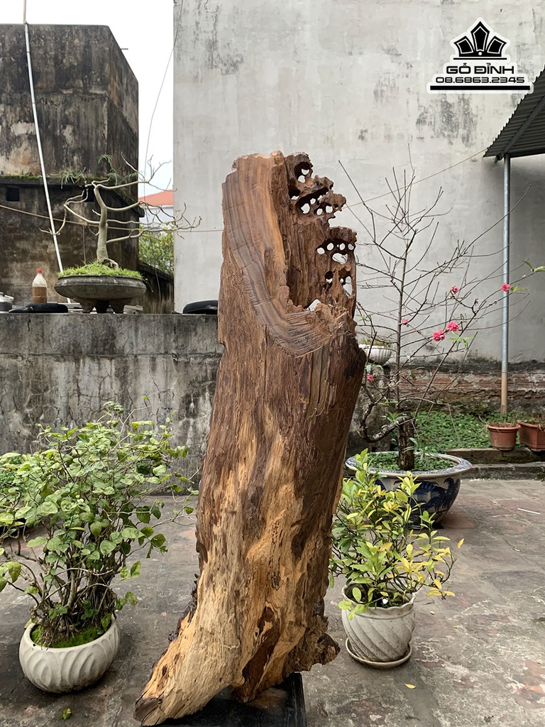 Tượng Nhất Tâm Bái Phật Gỗ Bách Xanh Cao 119 Ngang 40 Sâu 36 (cm) 7