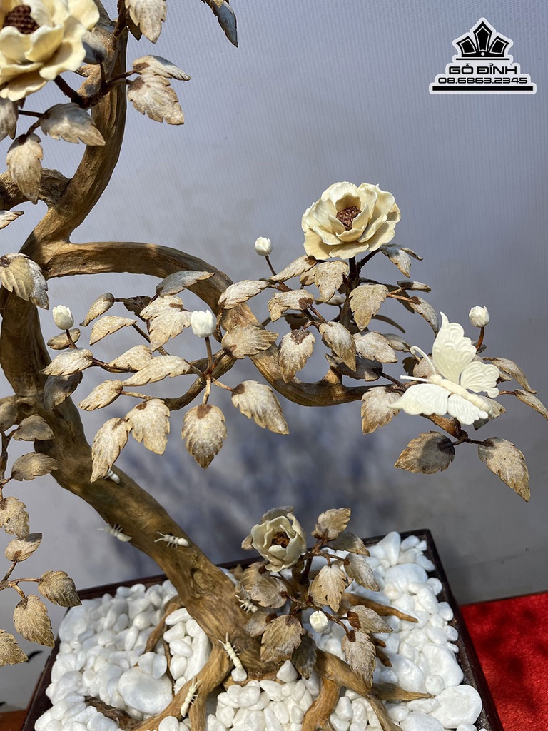 Bình Bonsai Gỗ Hoàng Đàn Cao 50 Rộng 40 Sâu 25 Cả Kỷ 65 (cm) 1