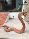 Tượng Rắn Gỗ Hương Cao 32 Ngang 46 sâu 16 (cm) 2