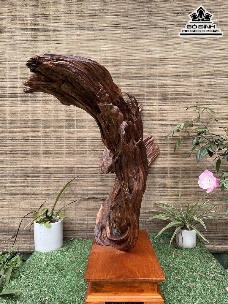 Tượng Đạt Ma Gỗ Bách Xanh Cao 52 Ngang 63 Sâu 16 (cm) 3