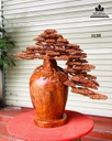 Bình Tùng Bonsai Gỗ Hương cao 76 Ngang 76 Sâu 38 (cm) 0