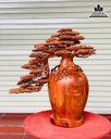 Bình Tùng Bonsai Gỗ Hương cao 76 Ngang 76 Sâu 38 (cm) 1