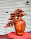 Bình Tùng Bonsai Gỗ Hương cao 76 Ngang 76 Sâu 38 (cm) 2