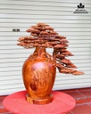 Bình Tùng Bonsai Gỗ Hương cao 76 Ngang 76 Sâu 38 (cm) 3