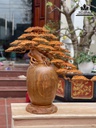 Cặp Bình Bonsai Gỗ Hương Việt Cao 75 Ngang 80 Sâu 30 (cm)6