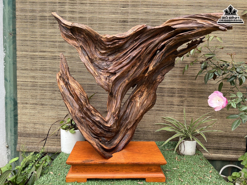 Tượng Đạt Ma Gỗ Bách Xanh Cao 52 Ngang 63 Sâu 16 (cm) 0