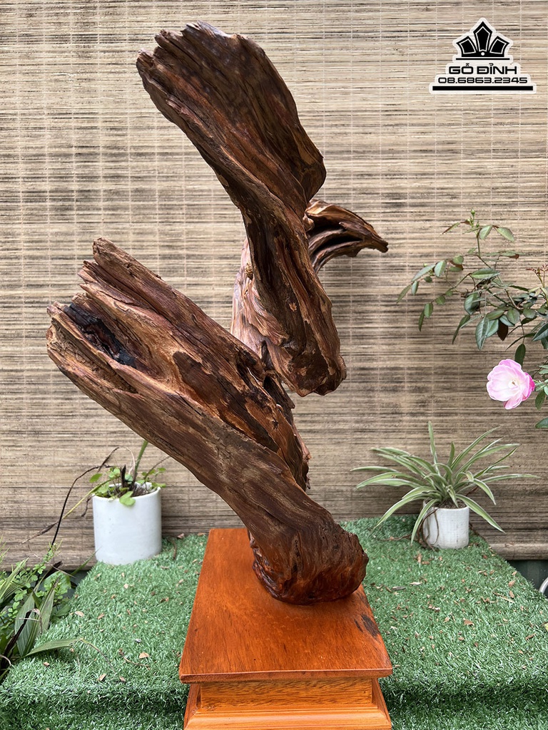 Tượng Đạt Ma Gỗ Bách Xanh Cao 52 Ngang 63 Sâu 16 (cm)2