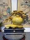 Bình Tùng Bonsai Gỗ Nu Kháo Cao 55 Ngang 40 Sâu 23(cm) 1