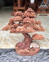 Bình Tùng Bonsai Gỗ Hương Cao 60 Ngang 52 Sâu 26 (cm) 0