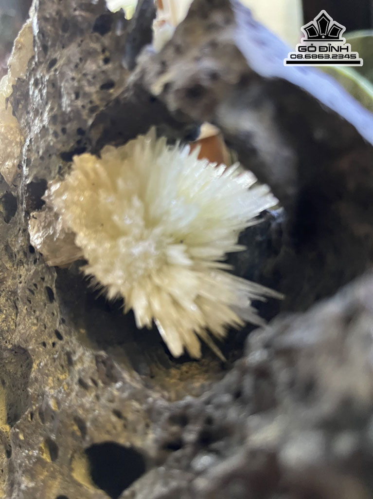Bông Hoa Ưu Đàm Đá Aragonit Cao 19 (cm) 3,8kg