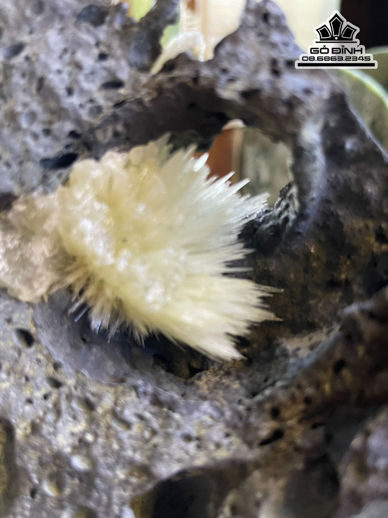 Bông Hoa Ưu Đàm Đá Aragonit Cao 19 (cm) 3,8kg