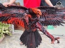 Tượng Đại Bàng Săn Mồi Gỗ Trắc Cao 102 Ngang 193 Sâu 72 (cm)