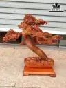 Cây Tùng Bonsai Gỗ Hương Cao 66 Ngang 66 Sâu 30 (cm)