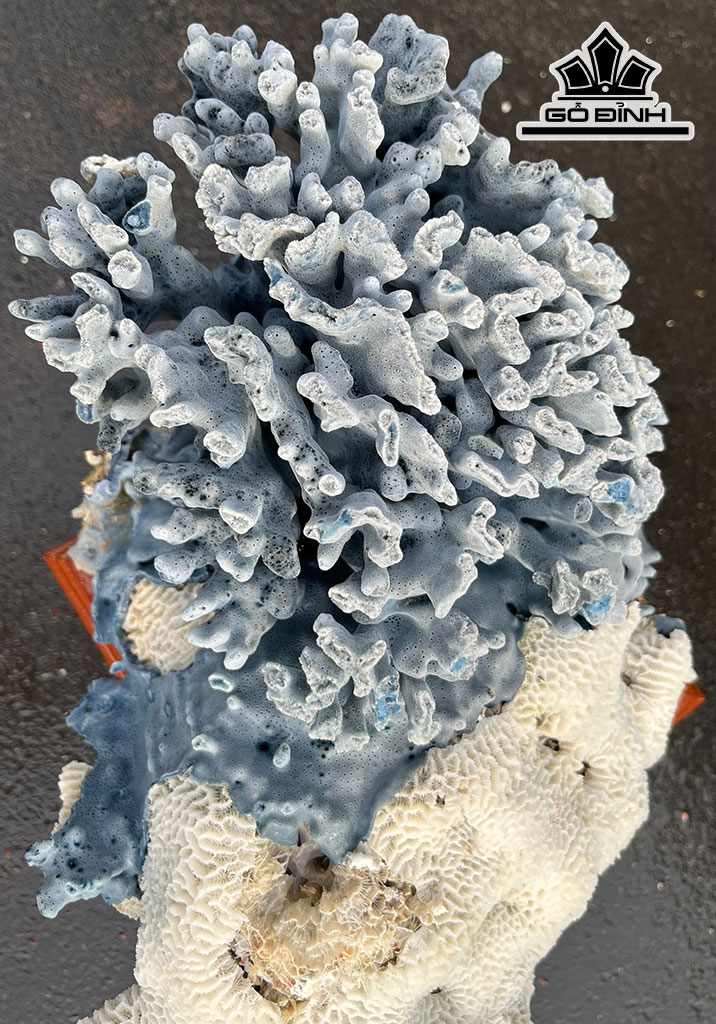 Tác Phẩm Đá San Hô Xanh Trắng Cao 40 Ngang 31 (cm) 9,8kg